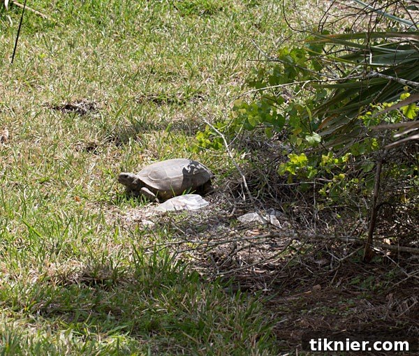 Adorable gopher tortoise making an appearance while baking