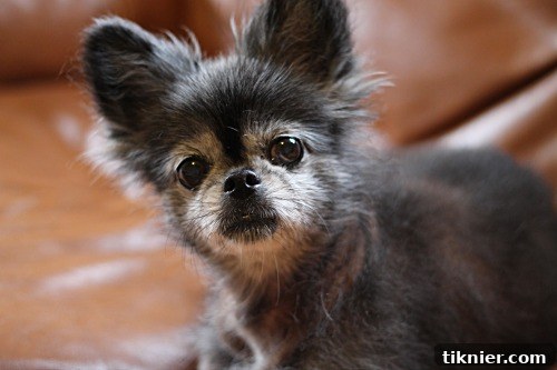 Our beloved 'Monster Dog' enjoying some downtime at home