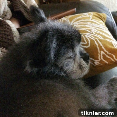 My adorable dog, Kahlua, napping peacefully