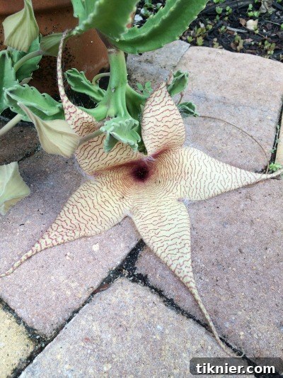 A stunning, unique Carrion plant bloom