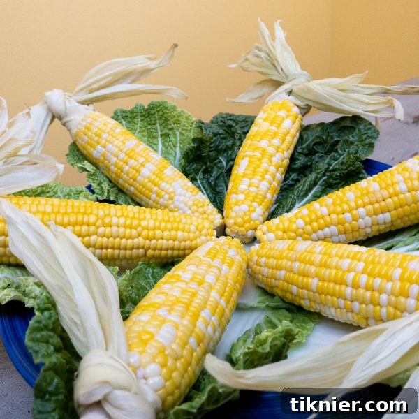 Oven-roasted corn with husk handles, ready to serve