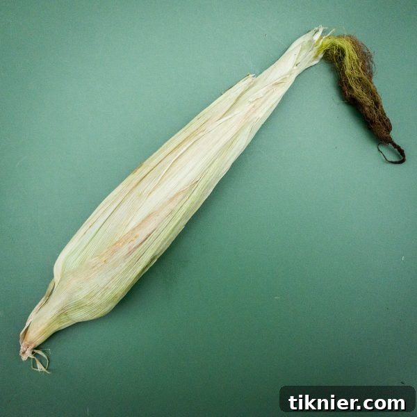 Healthy vs. Dried out corn husk